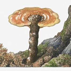 Illustration of Ganoderma lucidum (Reishi Mushroom) growing near tree stump