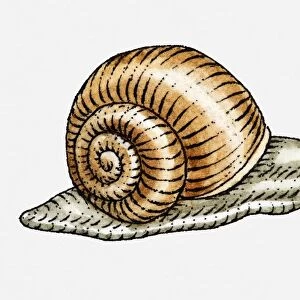 Illustration of Garden Snail (Helix aspersa)