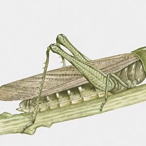 Illustration of Grasshopper on stem