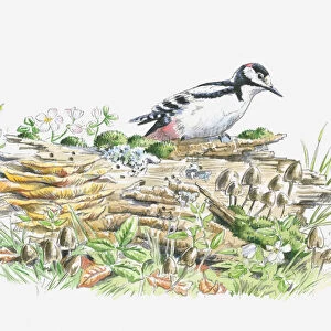 Illustration of Great Spotted Woodpecker (Dendrocopos major) on decaying log looking for insects to feed on