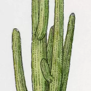 Illustration of green cactus