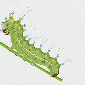 Illustration of green Great Peacock Moth (Saturnia pyri) caterpillar on stem