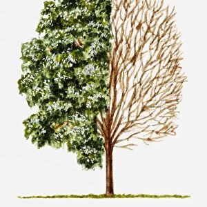 Illustration of green leaves and bare branches of rounded tree