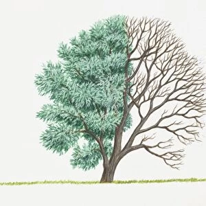 Illustration of green leaves and bare branches of Salix alba (White Willow)