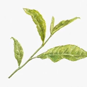 Illustration of green leaves of Camellia sinensis (Tea)