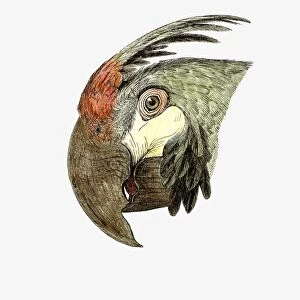 Illustration of Green-winged Macaw (Ara chloroptera), profile