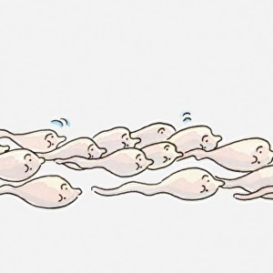Illustration of group of sperm moving towards an egg, one reaching it first, all with anthropomorphic faces