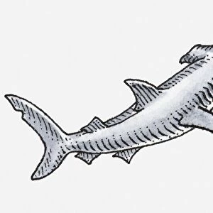 Illustration of hammerhead shark