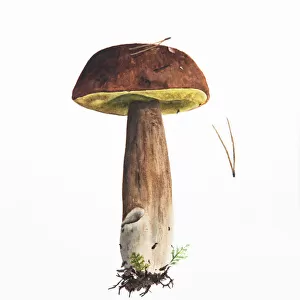 Illustration, hand drawn mashroom painted in watercolor