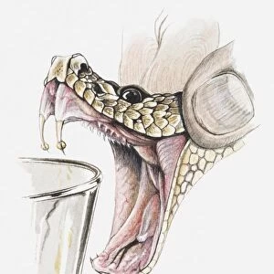 Illustration of hand squeezing rattlesnakes head to extract poison, close-up