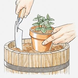 Illustration of hands planting mint in its pot in a larger container, to restrict root growth, using a trowel, close-up