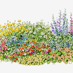 Illustration of hardy annual flowerbed in garden
