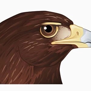 Illustration of Hawk head showing strong hooked beak