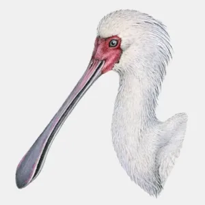 African Spoonbill Head Print African Spoonbill Head Print