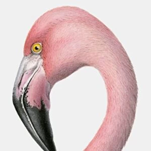 Illustration of the head of a Greater flamingo (Phoenicopterus roseus)