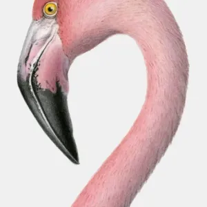 Greater Flamingo Head Print Greater Flamingo Head Print