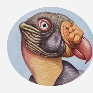 Illustration of the head of a King vulture (Sarcoramphus papa) with distinctive beak