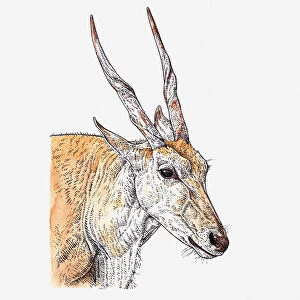 Illustration of head and shoulders of Common Eland (Taurotragus oryx)