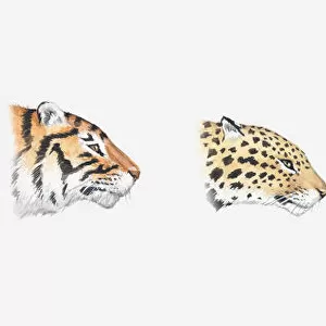 Illustration of heads of wild and domestic cats seen in profile demonstrating evolutionary lineage