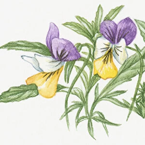 Illustration of Heartsease (Viola tricolor), a wild pansy with purple, yellow and white flowers and green leaves