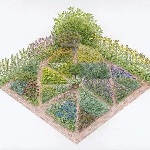 Illustration of herb beds in formal garden including Borage, Marjoram, Chives, Wormwood, Lemon Balm
