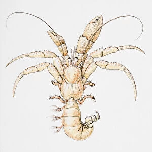 Illustration of Hermit Crab (Coenobita), without shell