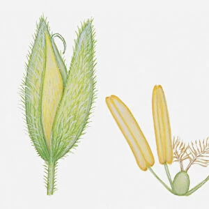 Illustration of Holcus lanatus (Yorkshire fog), whole grass flower head, and anther, stigma and ovary