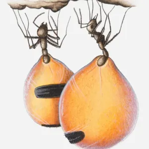 Honeypot Ants Print with Nectar Storage