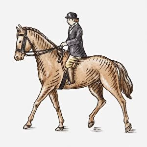 Illustration of horse and rider, side view