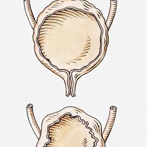 Illustration of full and empty human bladder