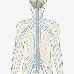 Illustration of human Central Nervous System showing brain, spinal cord, veins and arteries