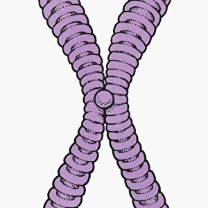 Illustration of human chromosome showing chromatid, centromere, short arm and long arm