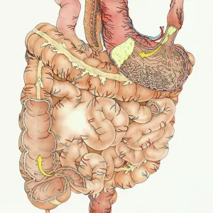 Illustration of human digestive system, including stomach, small intestine and large intestine