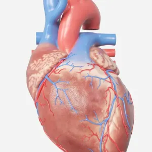 Human Heart Anatomy Print Human Heart Anatomy Print