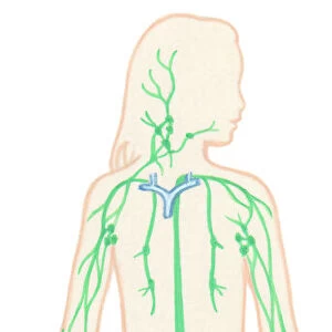 Illustration of human lymphatic system