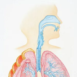 Illustration of human respiratory system showing oral cavity, and nasal cavity, larynx, trachea, bronchus, and lungs