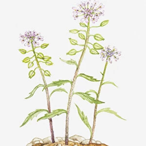 Illustration of Iberis amara (Rocket candytuft, Bitter candytuft), wildflowers
