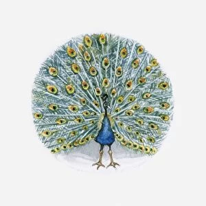 Illustration of Indian Peafowl (Pavo cristatus)