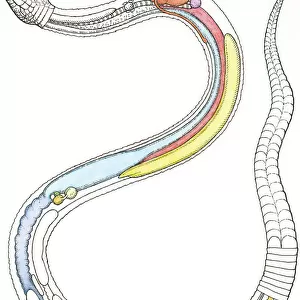 Illustration of internal organs of a snake including heart, lung, intestines, pancreas, kidney and testis