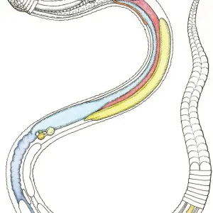 Illustration of internal organs of a snake including heart, lung, intestines, pancreas, kidney and testis