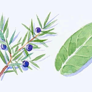 Illustration of Juniper leaves and juniper berries on stem, green eucalyptus leaf and German chamomile flowers