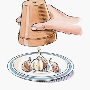 Illustration of keeping garlic cloves fresh on saucer using upside down terracotta plant pot