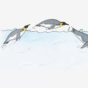 Illustration of King Penguin Aptenodytes patagonica diving and swimming and diving on to ice in Antarctic