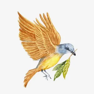 Illustration of Kingbird (Tyrannus sp. ) carrying sprig of laurel, historically an omen for Julius Caesars death Illustration of Kingbird (Tyrannus sp. ) carrying sprig of laurel, historically an omen for Julius Caesars death
