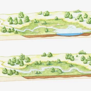 Illustration of a lake being filled with sediment deposited by rivers, eventually forming a marsh, bog or swamp (image sequence)