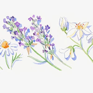 Illustration of lavender flowers, Roman chamomile flowers and neroli flowers and bud on stems