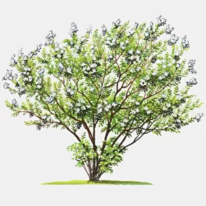 Illustration of Lawsonia inermis (Henna), shrub showing abundance of green leaves and summer flowers