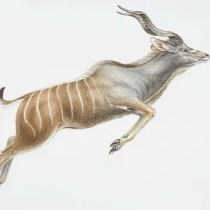 Illustration, leaping Nyala (Tragelaphus angasii), curly horns and vertical white stripes on back half of body, side view