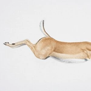 Illustration, leaping Springbok (Antidorcas marsupialis), side view