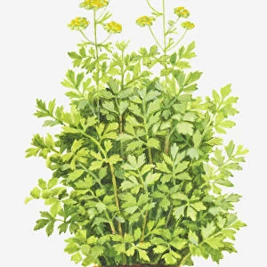 Illustration of Levisticum officinale (Lovage), foliage and yellow flowers